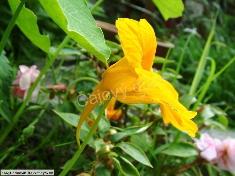 Lichořeřišnice semeno